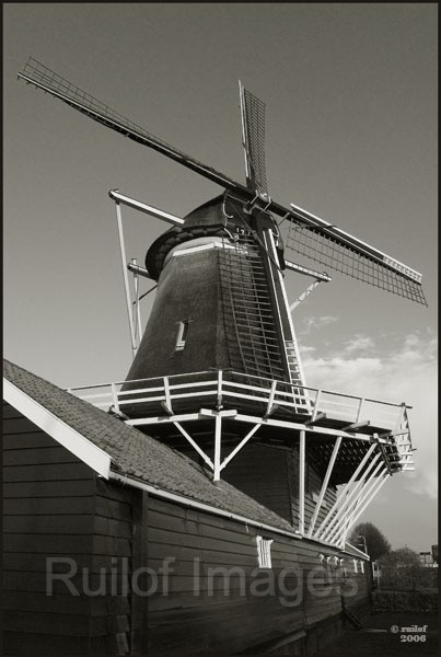 Passiebloem.jpg