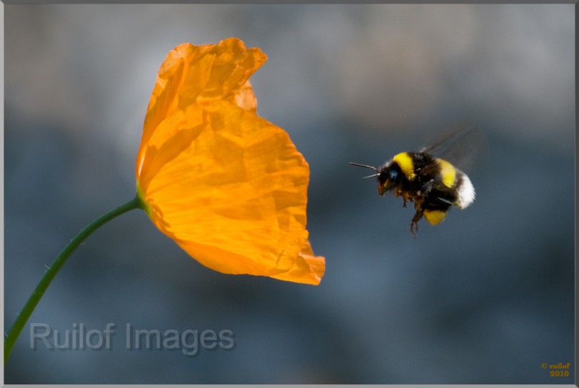 Hommel-2.jpg