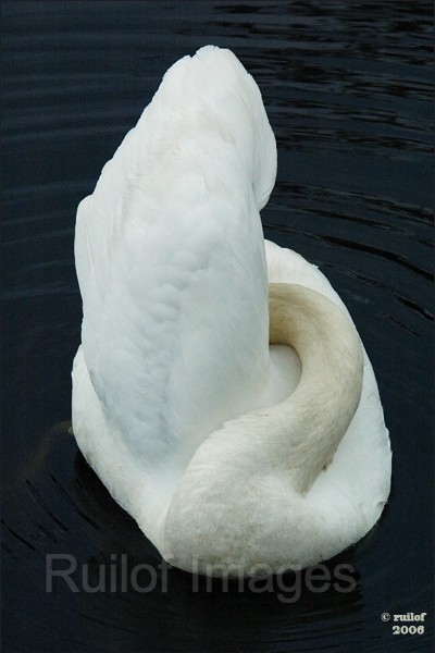 Zwaan5.jpg