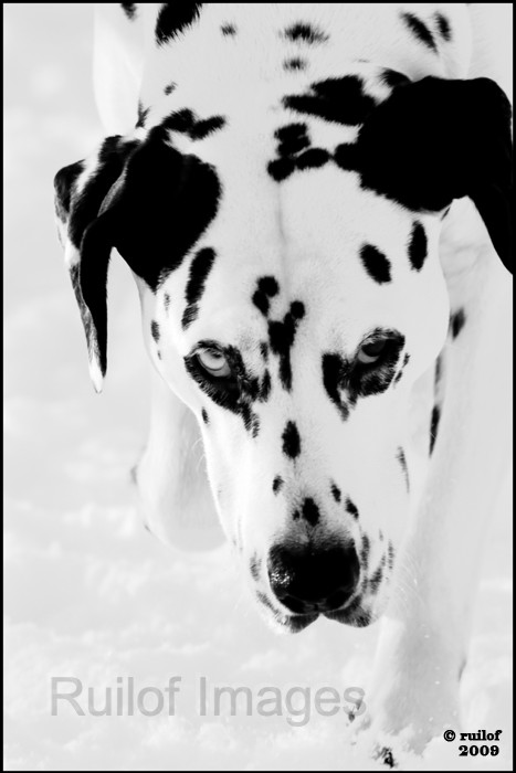 Dalmatier.jpg
