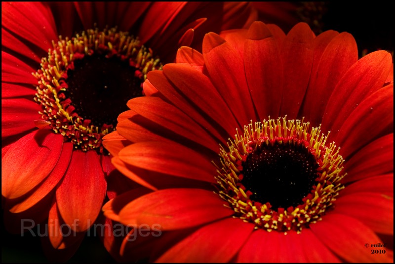Gerbera.jpg