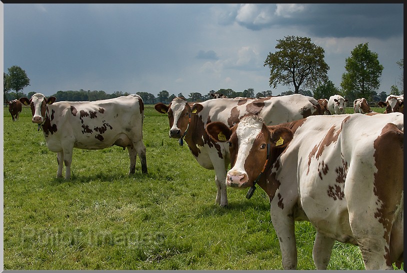Koeien.jpg