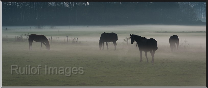 paarden in de mist1.jpg